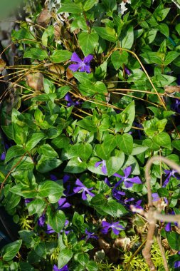 Vinca minör ya da küçük menekşe menekşesi ya da cüce menekşesi, köpek familyasından bir bitki türüdür. Berlin, Almanya