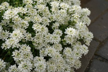 Iberis mayıs ayında bahçede sempervirens. Berlin, Almanya 