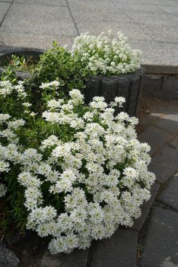 Iberis ön planda sempervirens ve Hornungia Alpina arka bahçede Mayıs ayında. Berlin, Almanya 