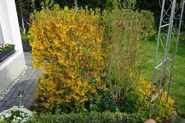 Blooming Forsythia Garden May Berlin Germany — Stock Photo, Image