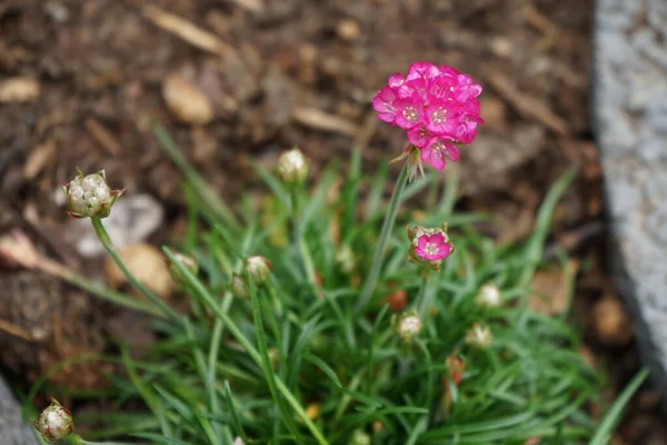 春天的时候 红色的阿梅利亚在花园里 康乃馨属 Carnations Armeria 是一种产于长春藤科的植物 德国柏林 — 图库照片