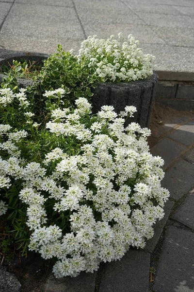 Iberis ön planda sempervirens ve Hornungia Alpina arka bahçede Mayıs ayında. Berlin, Almanya 