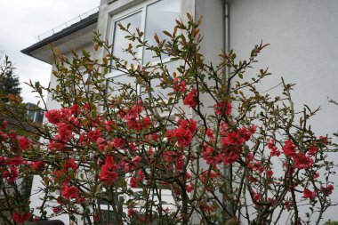 Chaenomeles speciosa, ayva (