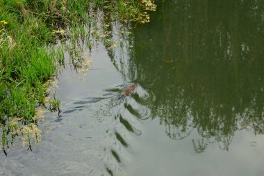 Bir kunduz baharda Wuhle Nehri boyunca yüzer. Kunduzlar, ılıman Kuzey Yarımküre 'ye özgü Castor cinsindeki büyük yarı su kemirgenleridir. Berlin, Almanya 