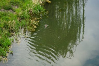 Bir kunduz baharda Wuhle Nehri boyunca yüzer. Kunduzlar, ılıman Kuzey Yarımküre 'ye özgü Castor cinsindeki büyük yarı su kemirgenleridir. Berlin, Almanya 