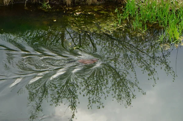 Ein Biber Schwimmt Frühjahr Der Wuhle Entlang Biber Sind Große — Stockfoto