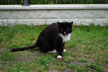 Kedi çimlerin üzerinde oturuyor. Marzahn-Hellersdorf, Berlin, Almanya 