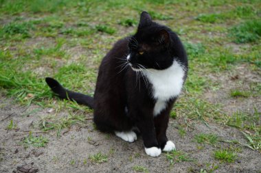Kedi çimlerin üzerinde oturuyor. Marzahn-Hellersdorf, Berlin, Almanya 