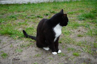 Kedi çimlerin üzerinde oturuyor. Marzahn-Hellersdorf, Berlin, Almanya 