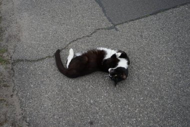 Kedi asfalt üzerinde eğleniyor. Marzahn-Hellersdorf, Berlin, Almanya 