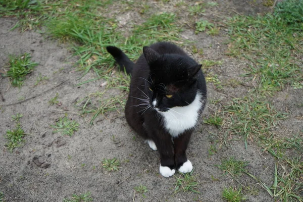 Gato Está Sentado Césped Marzahn Hellersdorf Berlín Alemania — Foto de Stock