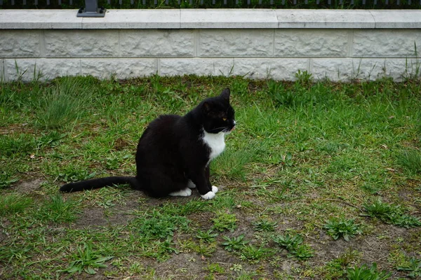 猫正坐在草坪上 德国柏林Marzahn Hellersdorf — 图库照片