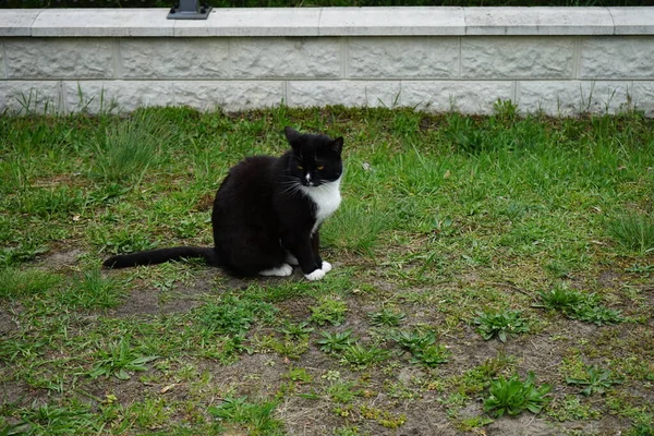 Gato Está Sentado Relvado Marzahn Hellersdorf Berlim Alemanha — Fotografia de Stock