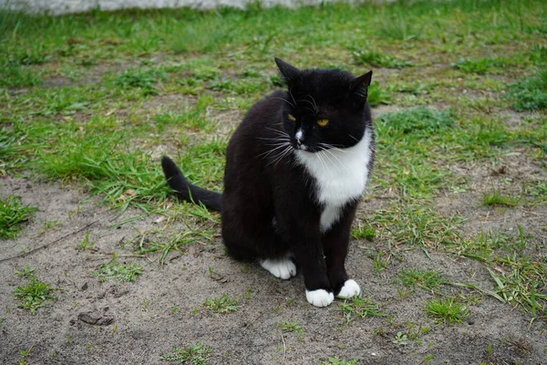 猫正坐在草坪上 德国柏林Marzahn Hellersdorf — 图库照片