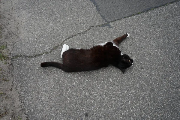 Kedi Asfalt Üzerinde Eğleniyor Marzahn Hellersdorf Berlin Almanya — Stok fotoğraf