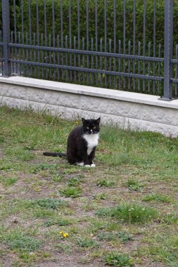 Kedi çimlerin üzerinde oturuyor. Marzahn-Hellersdorf, Berlin, Almanya 