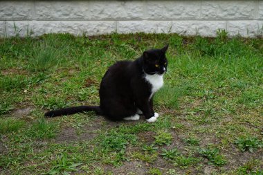 Kedi çimlerin üzerinde oturuyor. Marzahn-Hellersdorf, Berlin, Almanya 