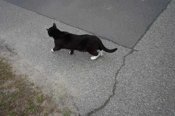 Gato Está Divertindo Asfalto Marzahn Hellersdorf Berlim Alemanha — Fotografia de Stock