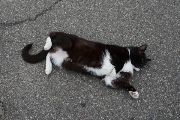 Gato Está Divirtiendo Asfalto Marzahn Hellersdorf Berlín Alemania — Foto de Stock