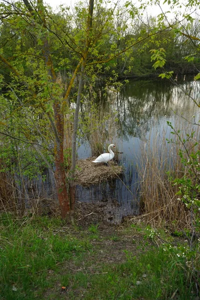 Een Zwaan Zit Een Nest Wuhlesee Kaulsdorf Berlijn Duitsland — Stockfoto