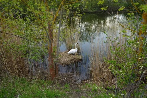 Ein Schwan Sitzt Auf Einem Nest Wuhlesee Kaulsdorf Berlin Deutschland — Stockfoto