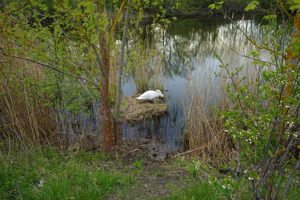 Bir Kuğu Wuhlesee Bir Yuvaya Oturur Kaulsdorf Berlin Almanya — Stok fotoğraf