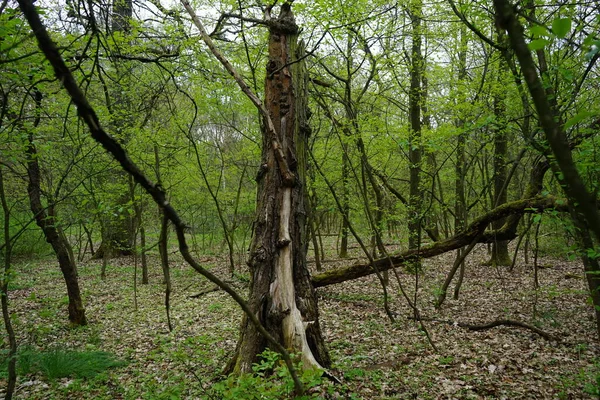 Bosque Berlín Con Madera Muerta Mayo Berlín Alemania — Foto de Stock