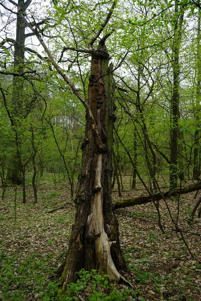 Forêt Berlinoise Avec Bois Mort Mai Berlin Allemagne — Photo