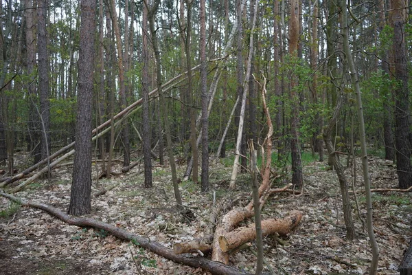 Bosque Berlín Con Madera Muerta Mayo Berlín Alemania —  Fotos de Stock