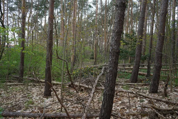 Forêt Berlinoise Avec Bois Mort Mai Berlin Allemagne — Photo