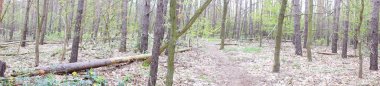 Fotoğraf panoraması. Mayıs 'ta ölü odunlu Berlin ormanı. Berlin, Almanya