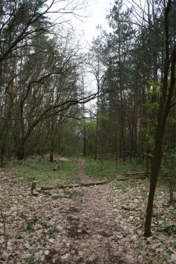Mayıs 'ta ölü odunlu Berlin ormanı. Berlin, Almanya 