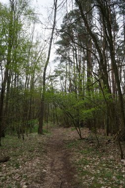 Mayıs 'ta ölü odunlu Berlin ormanı. Berlin, Almanya 