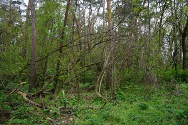 Mayıs 'ta ölü odunlu Berlin ormanı. Berlin, Almanya 