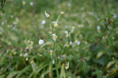 Mayıs ayında Berlin Ormanı 'nda Allium paradoksu. Allium paradoksu, Amaryllis familyasından Asya kökenli bir soğan türüdür. Berlin, Almanya 