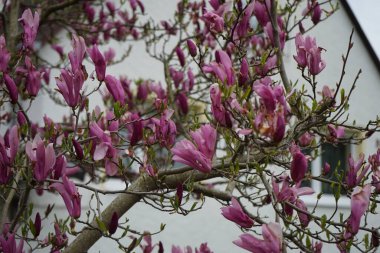 Koyu pembe Magnolia mayıs ayında bahçede çiçek açar. Marzahn-Hellersdorf, Berlin, Almanya