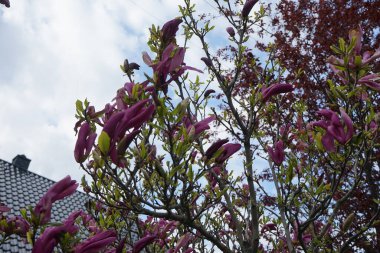 Koyu pembe Magnolia mayıs ayında bahçede çiçek açar. Marzahn-Hellersdorf, Berlin, Almanya
