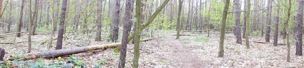 Fotoğraf panoraması. Mayıs 'ta ölü odunlu Berlin ormanı. Berlin, Almanya