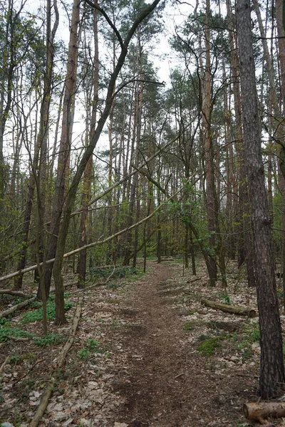 Bosque Berlín Con Madera Muerta Mayo Berlín Alemania —  Fotos de Stock