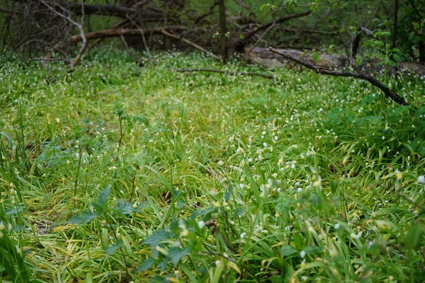 Paradoks Allium Lesie Berlińskim Maju Paradoks Allium Kilka Kwiecisty Czosnek — Zdjęcie stockowe