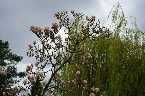 Magnolia Rose Clair Fleurit Mai Dans Jardin Marzahn Hellersdorf Berlin — Photo