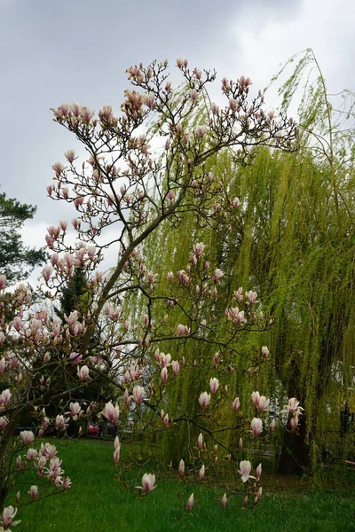 五月份 淡粉色的木兰花在花园里盛开 德国柏林Marzahn Hellersdorf — 图库照片