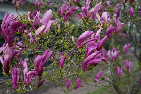 Magnolia Rosa Escura Floresce Jardim Maio Marzahn Hellersdorf Berlim Alemanha — Fotografia de Stock