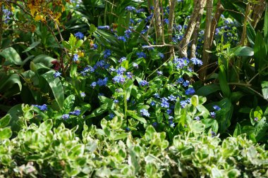 Mayısta bahçede mavi beni-unutma-nots. Myosotis ya da Myosotis, Boraginaceae familyasından bir bitki cinsidir. Berlin, Almanya 