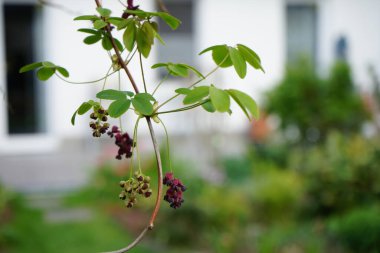 Akebia quinata, Lardizabalaceae familyasından beş yapraklı bir çalı türü. Berlin, Almanya 