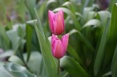 Mayıs 'ta bahçede pembe laleler. Berlin, Almanya 