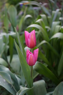 Mayıs 'ta bahçede pembe laleler. Berlin, Almanya 