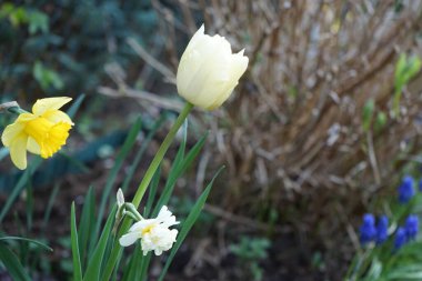 Narcissus ve sarı çifte Montreux lalesi bahçede. Berlin, Almanya  
