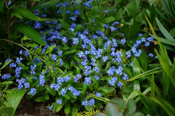 Des Oubliettes Bleues Dans Jardin Mai Myosotis Myosotis Est Genre — Photo