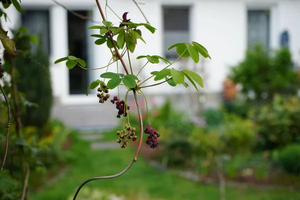 Akebia Quinata Commonly Known Chocolate Vine Five Leaf Chocolate Vine — Stock Photo, Image